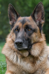 Coachen met honden: Bink